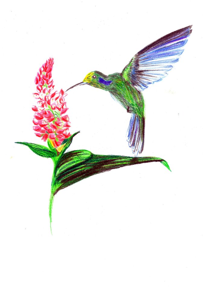 hummingbird_by_aquaticwarbler-dabfija
